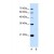Western Blot: 14-3-3 zeta Antibody [NBP1-56651] - This Anti-YWHAZ antibody was used in Western Blot of HepG2 tissue lysate at a concentration of 5ug/ml.